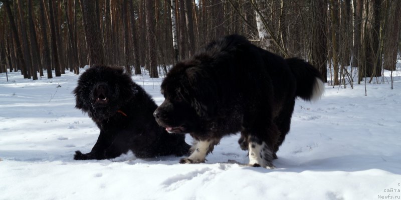 Фото: ньюфаундленд Fabian de Lange Super Mishka, ньюфаундленд Harmonies of New Bloom Super Mishka