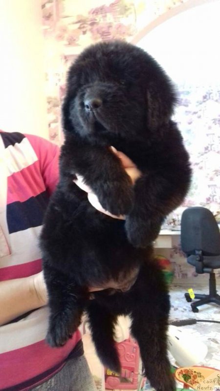 Фото: ньюфаундленд Супер Премиум Хризантема