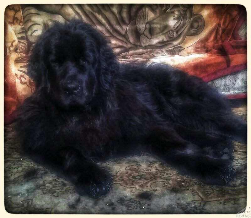 Фото: ньюфаундленд Ньюфорт Дивная Диана, ньюфаундленд Ньюфорт Дивная Диана