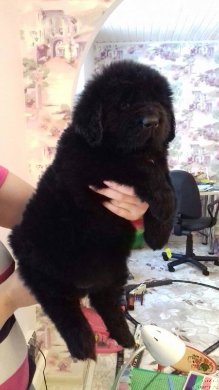 Фото: ньюфаундленд Супер Премиум Хризантема