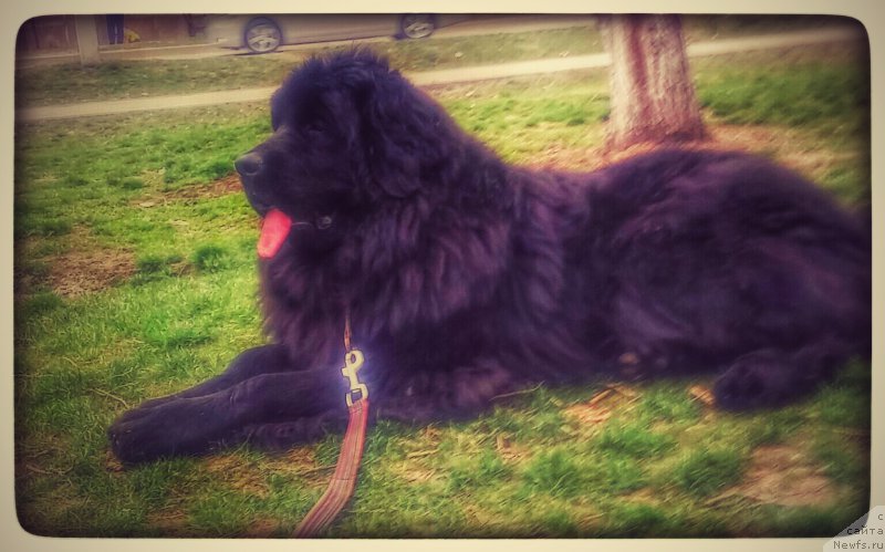 Фото: ньюфаундленд Ньюфорт Дивная Диана