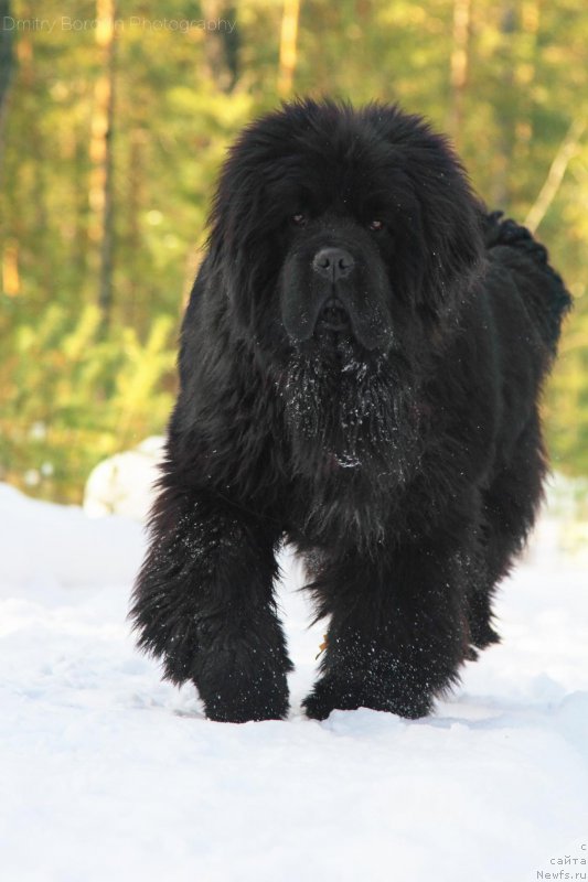 Фото: ньюфаундленд Супер Премиум Уинстон Чурчилль