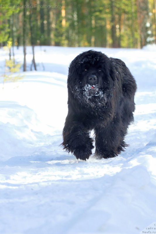 Фото: ньюфаундленд Супер Премиум Инвисибл (Super Premium Invisible)