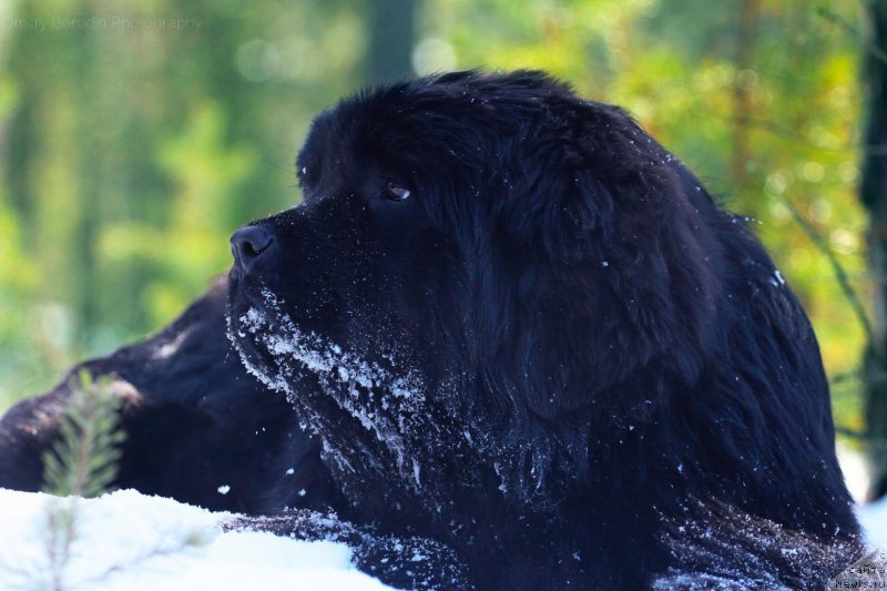 Фото: ньюфаундленд Супер Премиум Ундерковер Лове (Super Premium Undercover Love)