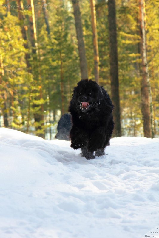 Фото: ньюфаундленд Супер Премиум Уинстон Чурчилль