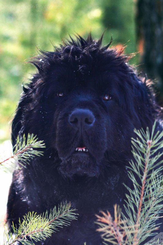 Фото: ньюфаундленд Супер Премиум Инвисибл (Super Premium Invisible)