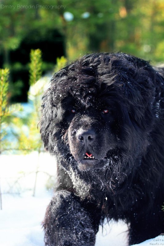 Фото: ньюфаундленд Супер Премиум Инвисибл (Super Premium Invisible)