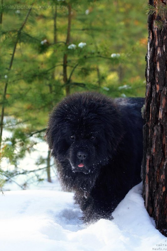 Фото: ньюфаундленд Супер Премиум Уинстон Чурчилль