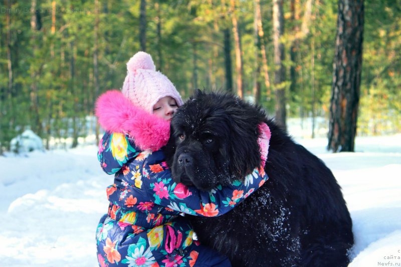 Фото: ньюфаундленд Супер Премиум Уинстон Чурчилль