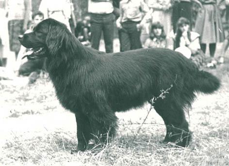 Фото: ньюфаундленд Викони Капри