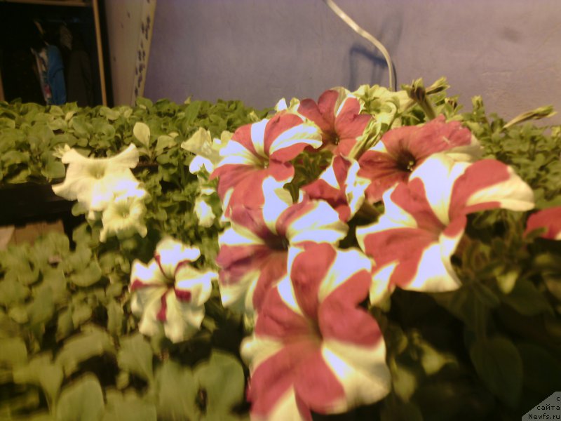 Фотография № 203801