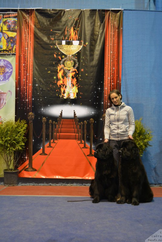 Фото: ньюфаундленд Белкондер-Клаб Блэк Бейлиз (Belkonder-Club Black Baileys)