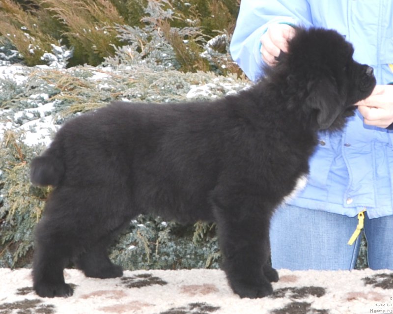 Фото: Щенки от, ньюфаундленд Promise To Love Midnight Bear, и, ньюфаундленд Newflame of Love Midnight Bear, рождение 14.01.2016.