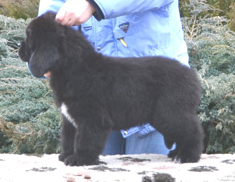 Фото: Щенки от, ньюфаундленд Promise To Love Midnight Bear, и, ньюфаундленд Inside My Heart Midnight Bear, рождение 20.01.2016.