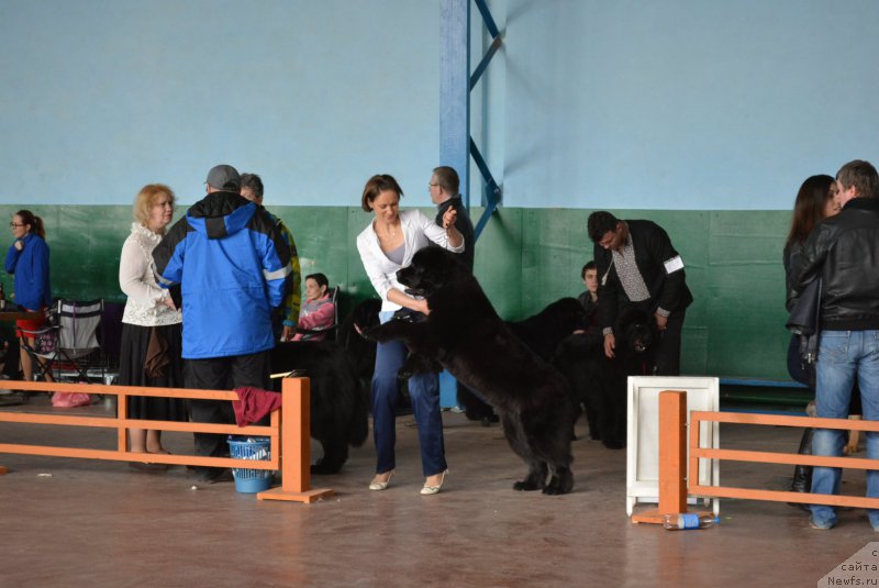 Фото: ньюфаундленд Galatea Dinastiya Soverchenstva