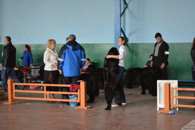 Фото: ньюфаундленд Galatea Dinastiya Soverchenstva