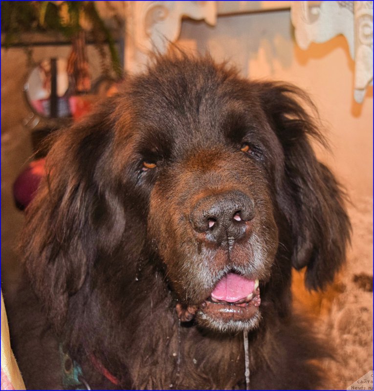 Фото: ньюфаундленд Фанньюф Госпожа Удача (Funnewf Gospozha Udacha)