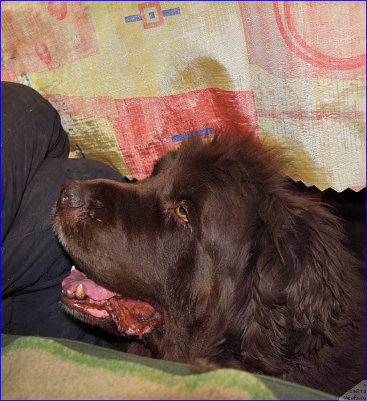 Фото: ньюфаундленд Фанньюф Госпожа Удача (Funnewf Gospozha Udacha)