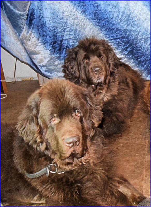 Фото: ньюфаундленд Фанньюф Ура Я с Вами, ньюфаундленд Фанньюф Госпожа Удача (Funnewf Gospozha Udacha)