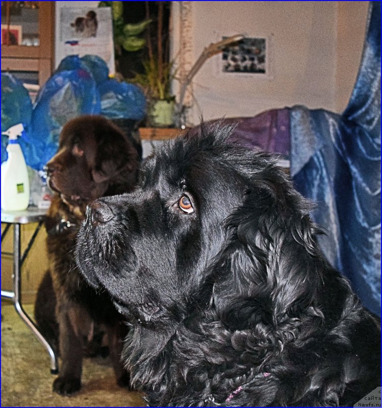 Фотография № 203866