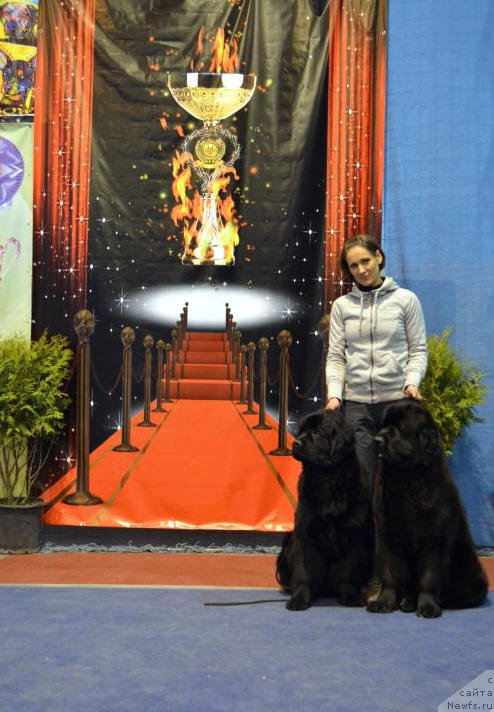 Фото: ньюфаундленд Белкондер-Клаб Блэк Бейлиз (Belkonder-Club Black Baileys), ньюфаундленд Galatea Dinastiya Soverchenstva, Анна Пронская