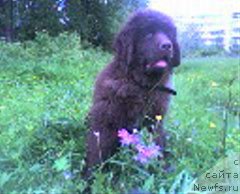 Фото: ньюфаундленд Ульрика Сноу Квин