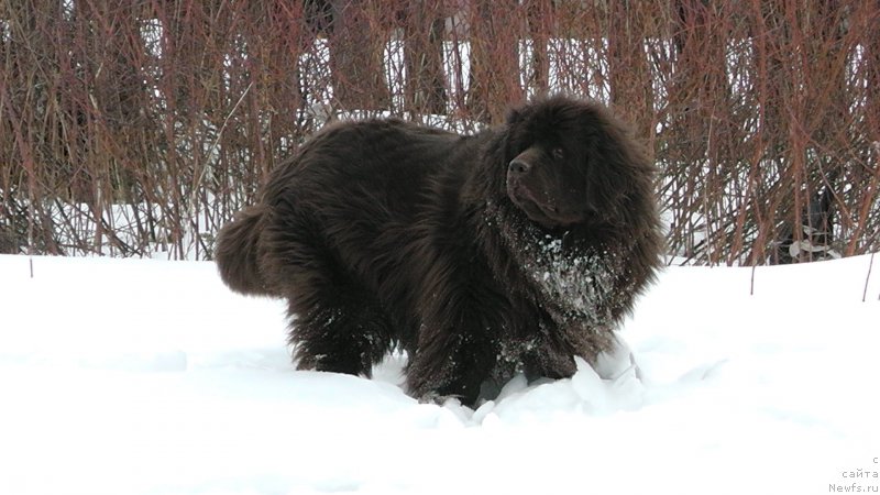 Фото: ньюфаундленд Ульрика Сноу Квин