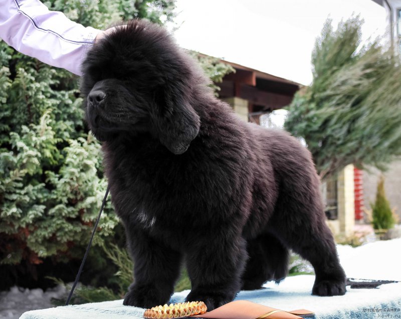 Фото: Виктор Хрищанович