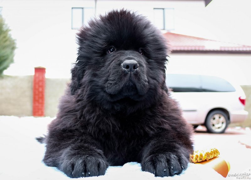 Фотография № 203878