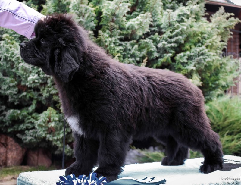 Фотография № 203879