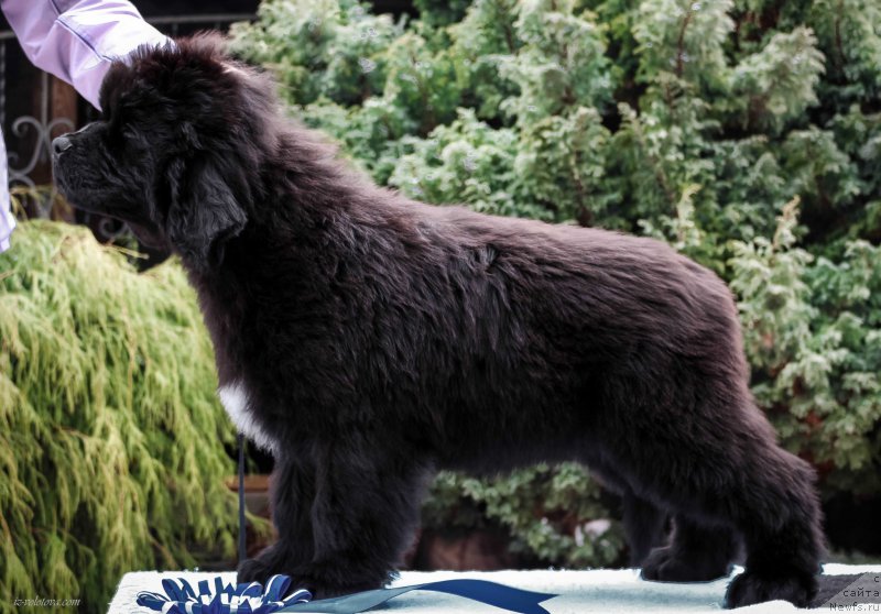 Фотография № 203880