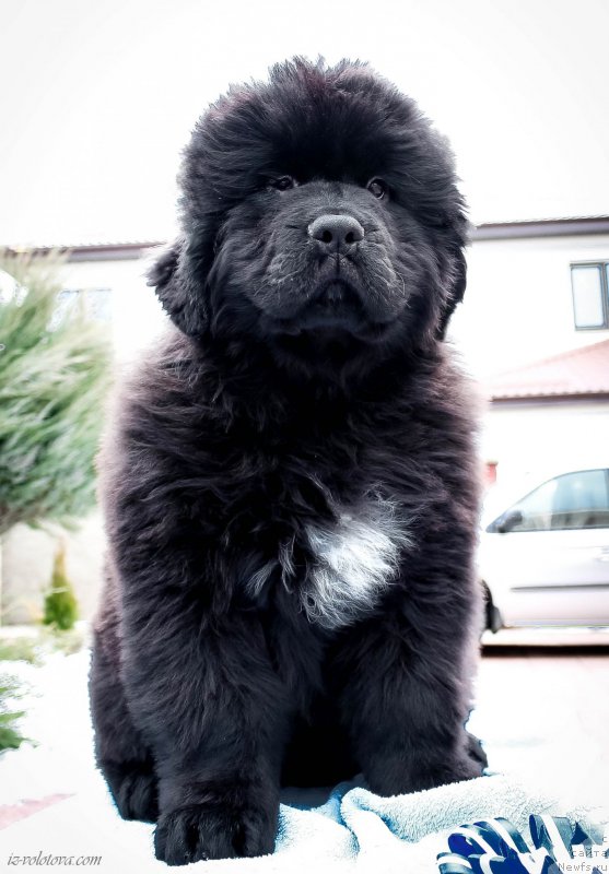 Фотография № 203881