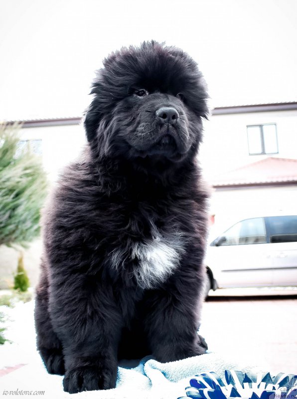 Фотография № 203882