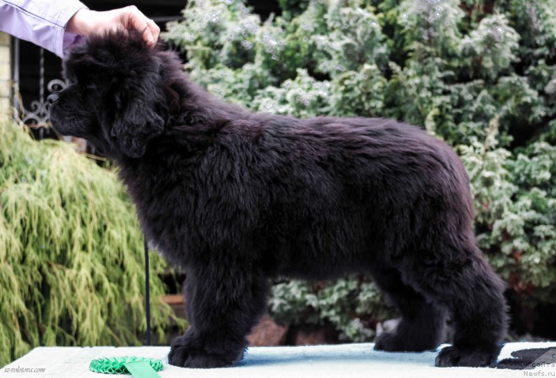 Фотография № 203883