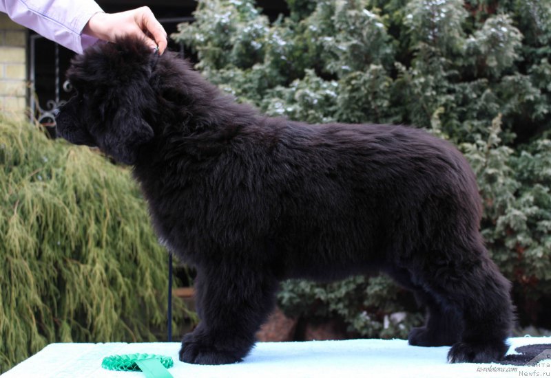 Фотография № 203884