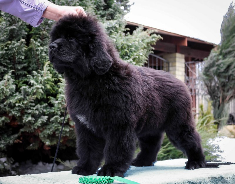 Фотография № 203885