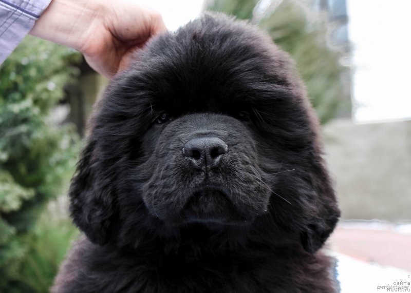 Фотография № 203886