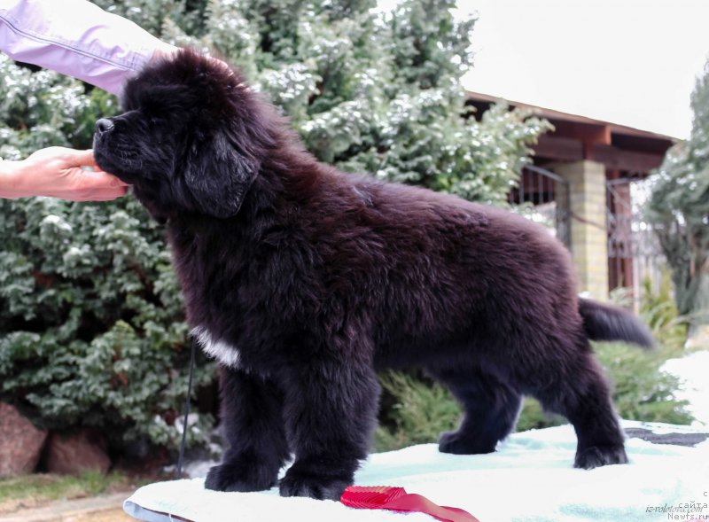 Фотография № 203888