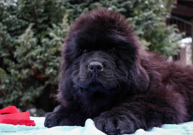 Фотография № 203889