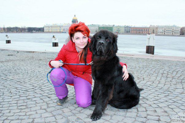 Фото: ньюфаундленд Черная Мафия Аттрактиве Повер (Chernaya Mafia Attractive Power), Екатерина Порошина