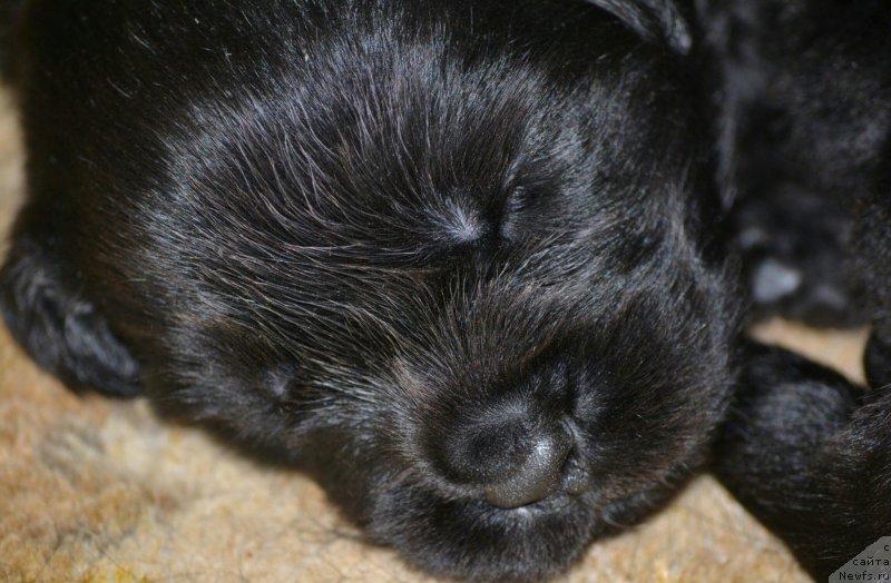 Фото: ньюфаундленд Названный Сын Симбада, ньюфаундленд Названный Сын Симбада