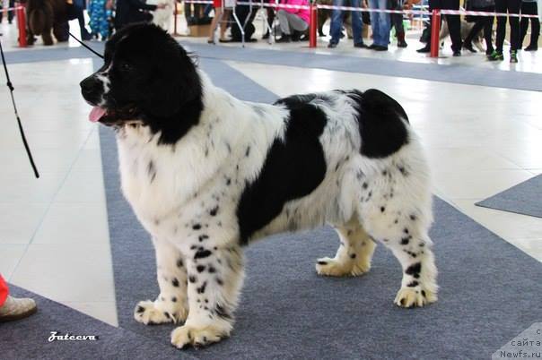 Фотография № 203895