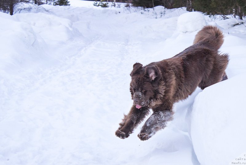 Фото: ньюфаундленд Наоми Таголири фор Браунблад (Naomi Tagoliri for Brouwnblood)