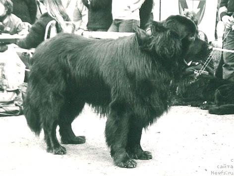 Фото: ньюфаундленд Викони Карат