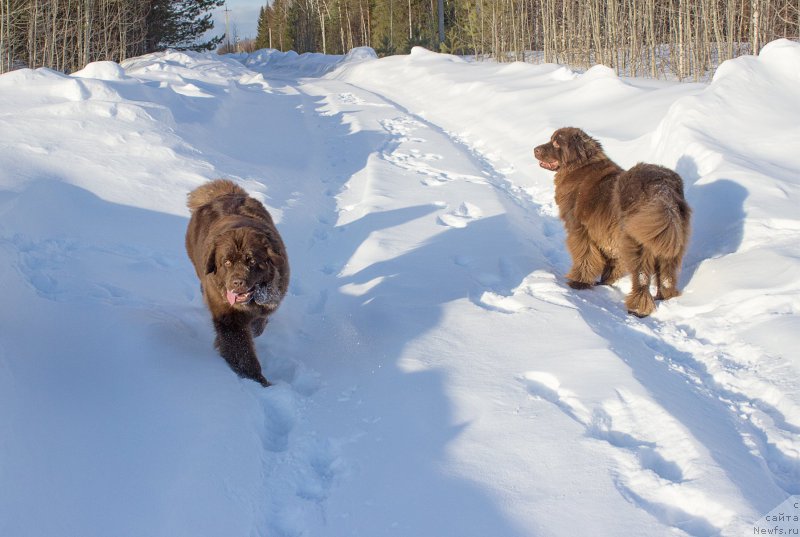 Фото: ньюфаундленд Наоми Таголири фор Браунблад (Naomi Tagoliri for Brouwnblood), ньюфаундленд Сверкающая Гора Машаме (Sverkayuzhaya Gora Mashame)
