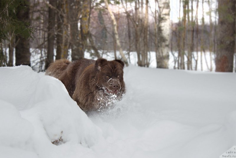 Фото: ньюфаундленд Наоми Таголири фор Браунблад (Naomi Tagoliri for Brouwnblood)