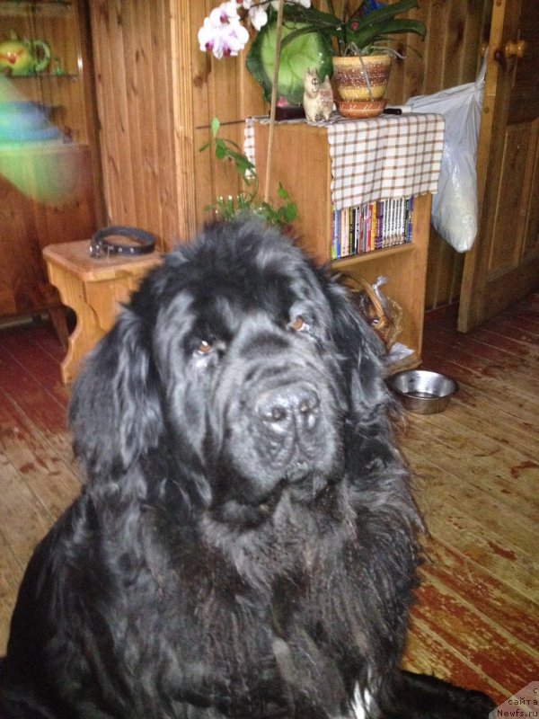 Фотография № 203929