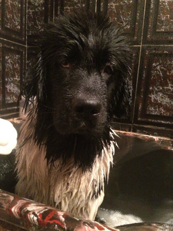 Фото: ньюфаундленд Сент Джонс Прима де Феролли