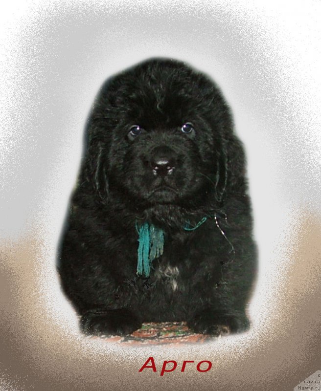 Фото: ньюфаундленд Арго Мой Ангел