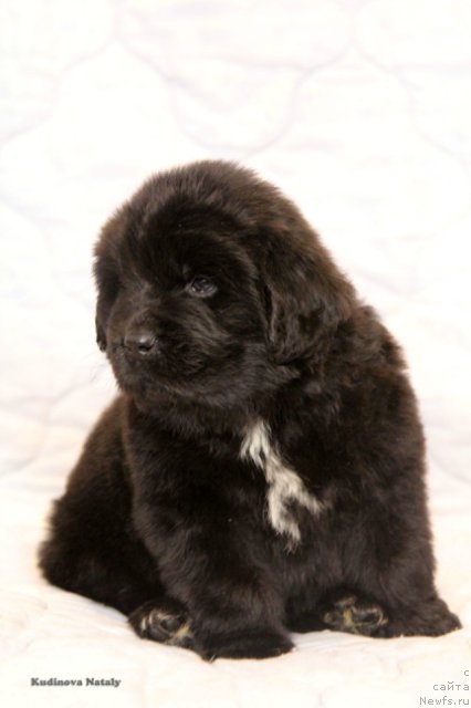 Фото: ньюфаундленд Персея из Антаграда (Perseja is Antagrada)